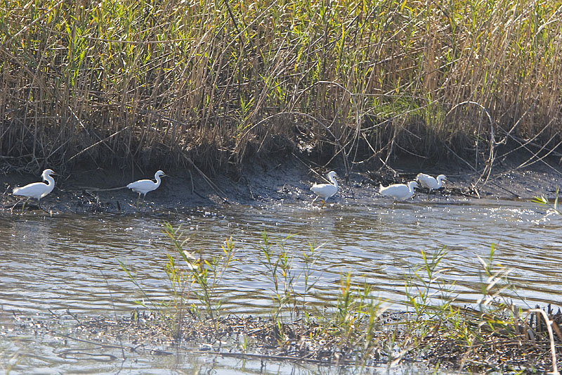 Great Egret Chicks