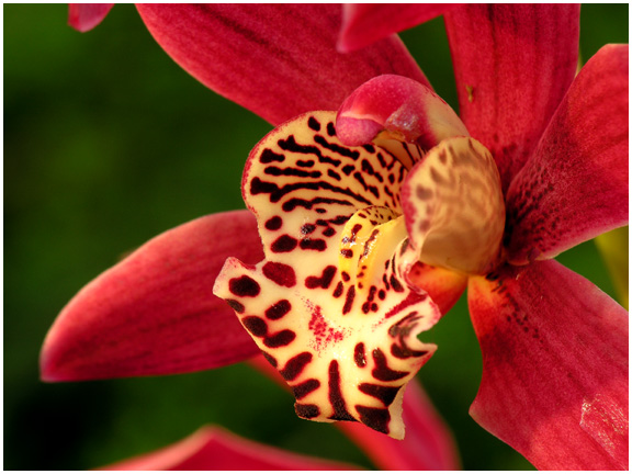 orchid1.jpg