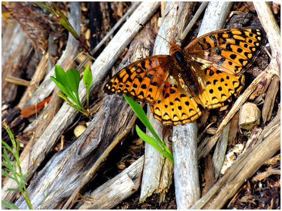 Purplish Fritillary