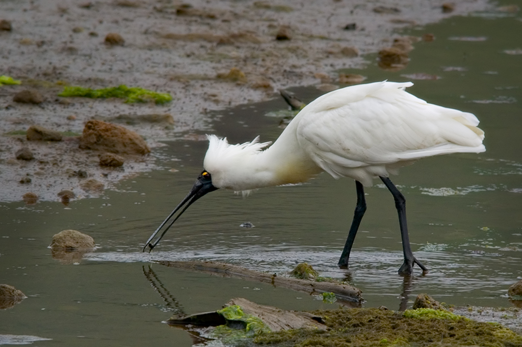 Royal Spoonbill (Kotuku-ngutupapa)
