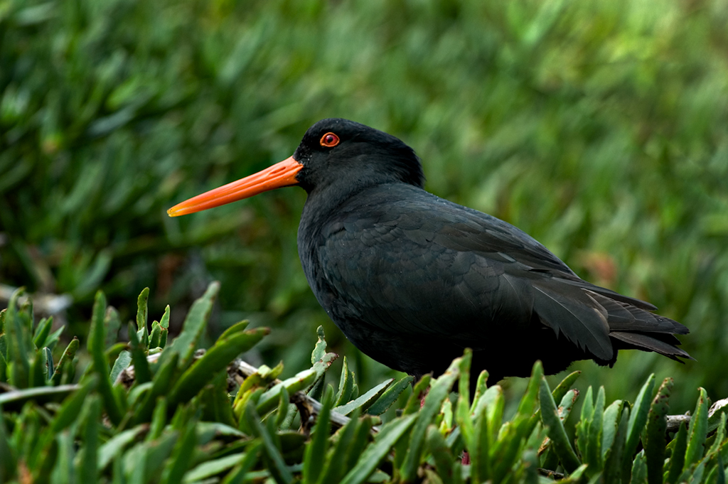 Variable Oystercatcher (Toreapango)
