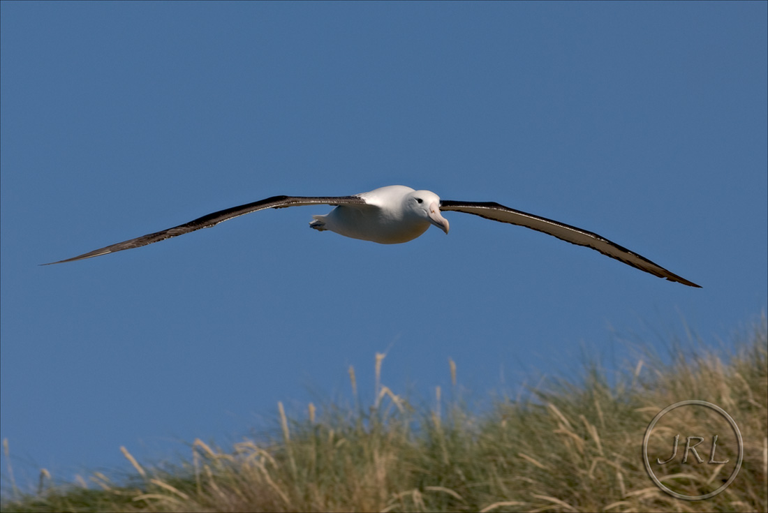 Northern Royal Albatross