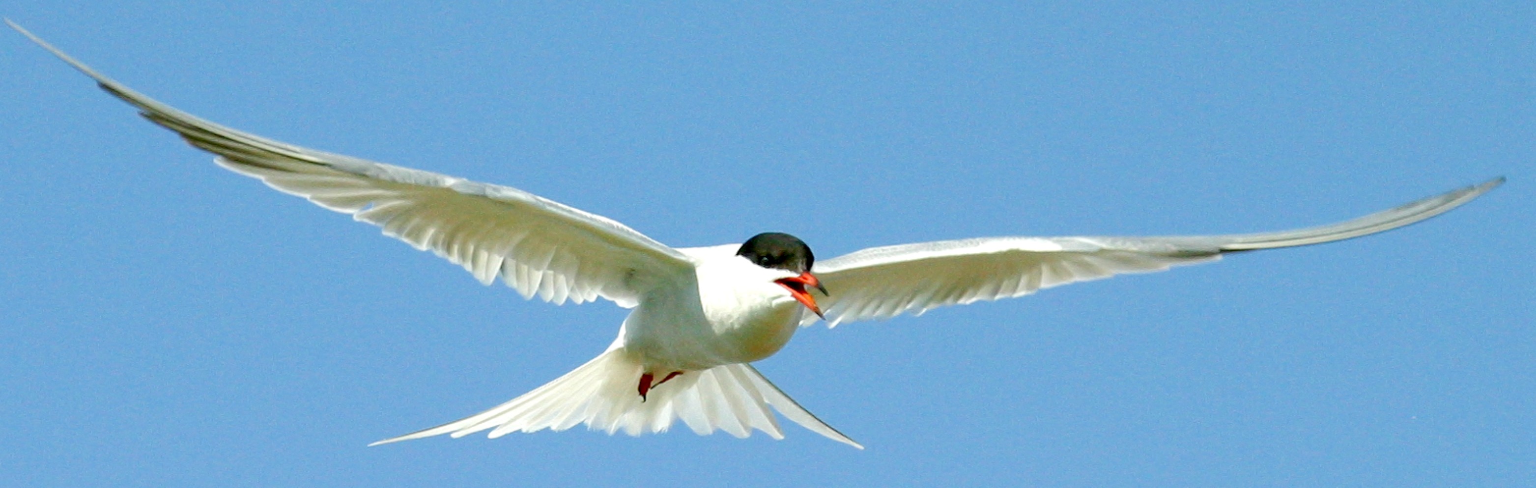  002  COMMON TERN