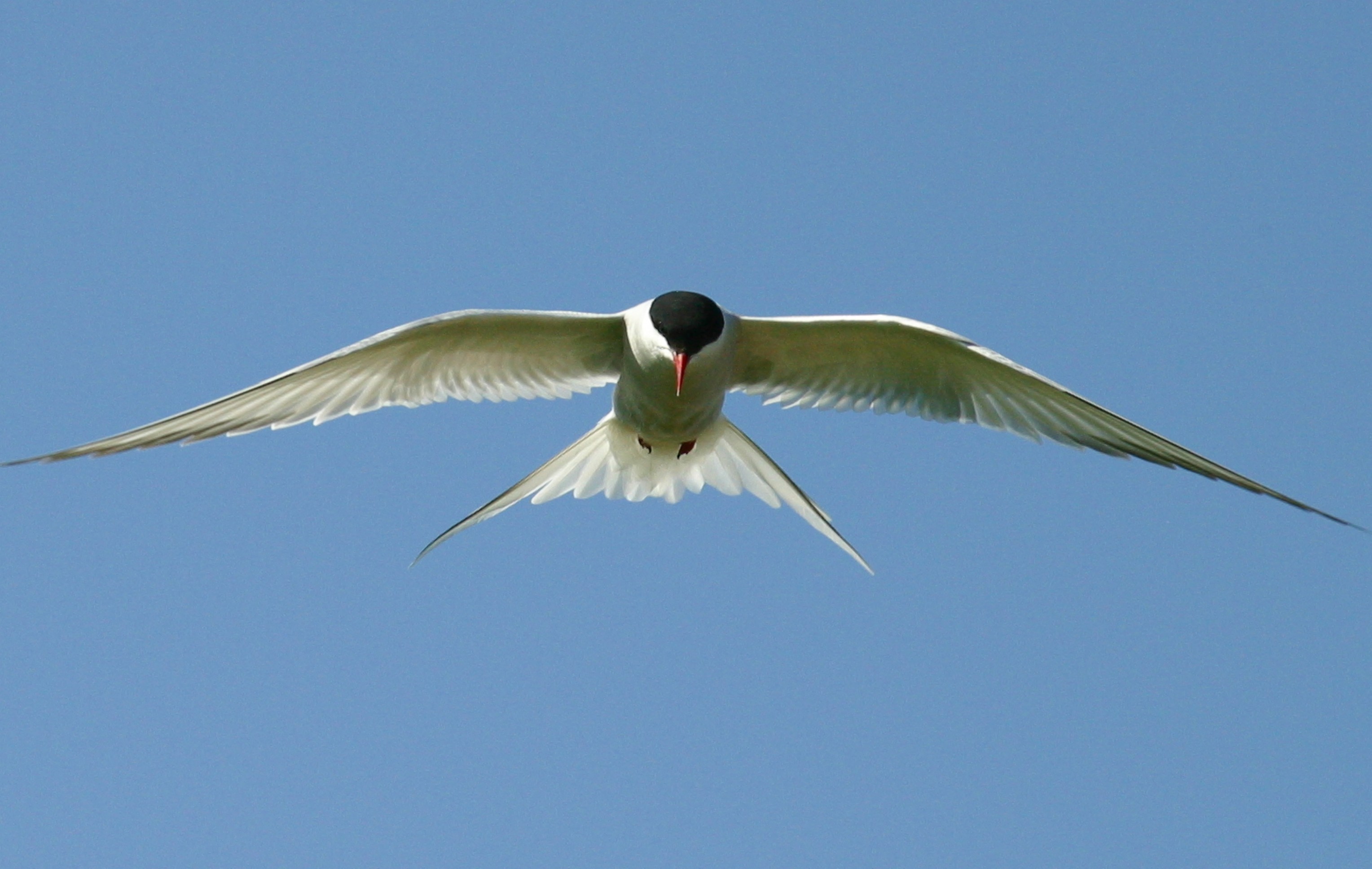 017  ARCTIC TERN