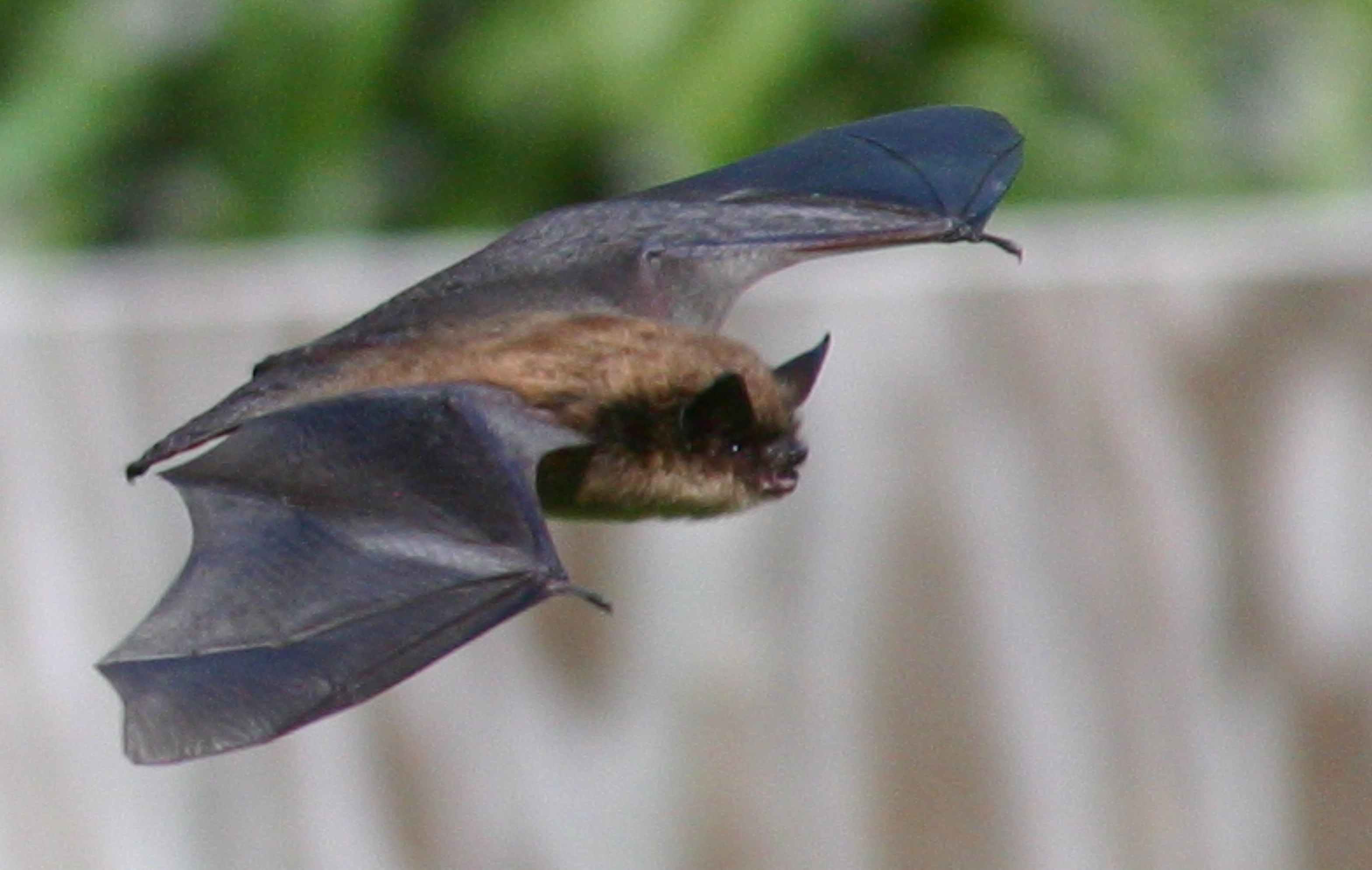 LITTLE BROWN BAT  VII