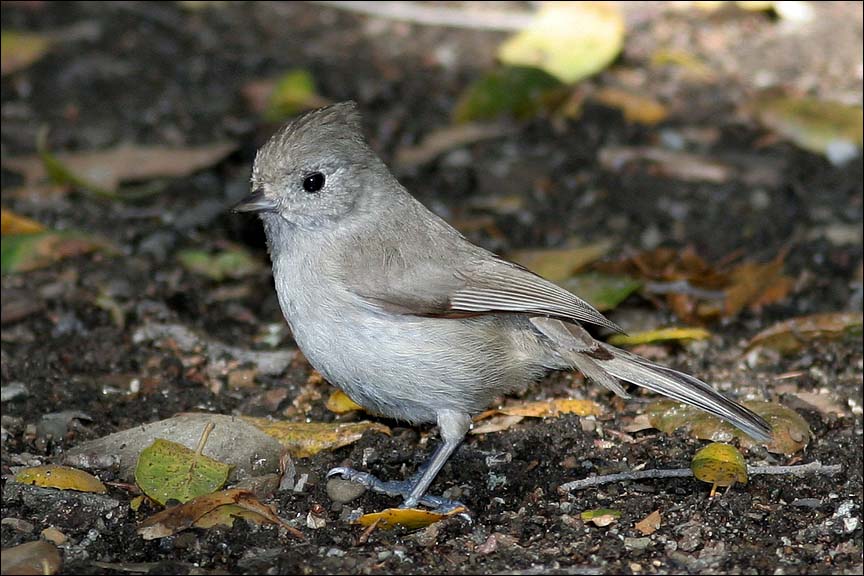 Oak Titmouse