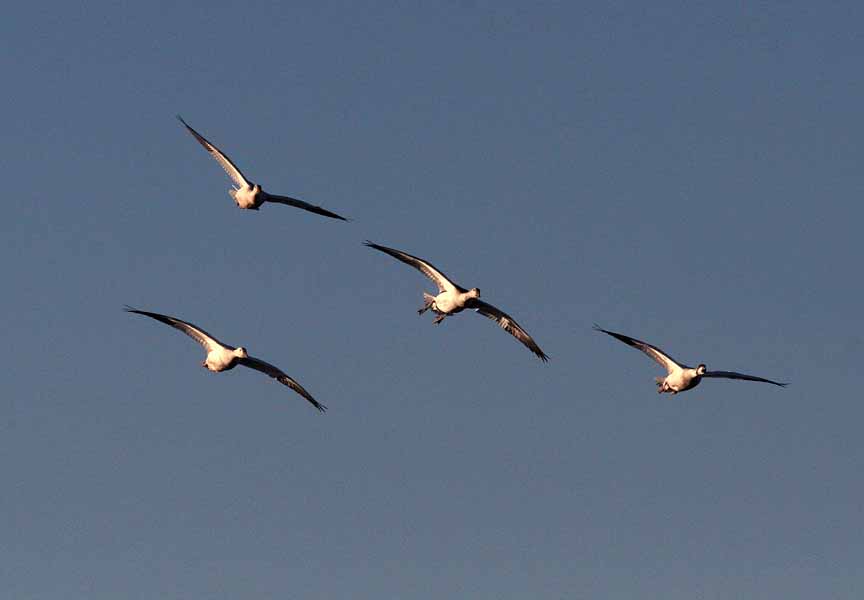 Snow Geese in formation