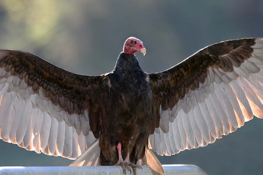 Turkey Vulture