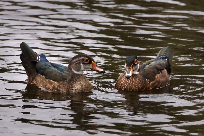 Wood Ducks