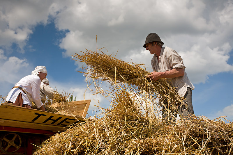 Cornhusking