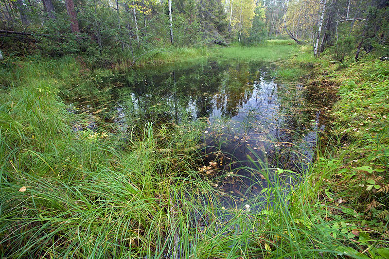 Oulanka National Park: Kiutakngs Trek: Small Forest Pond