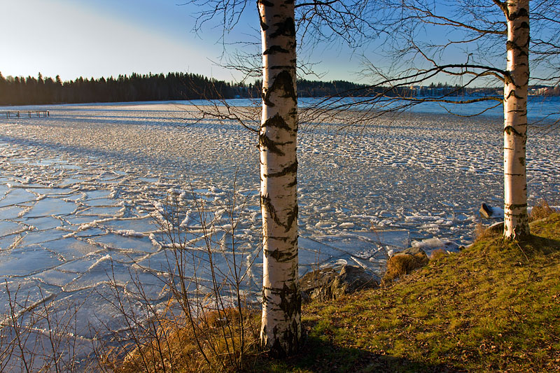 Arboretum: Morning Ice and Birches