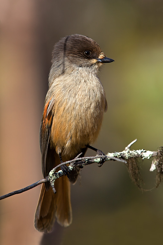 Noitatunturi Trek: Siberian Jay (kuukkeli, perisoreus infaustus)