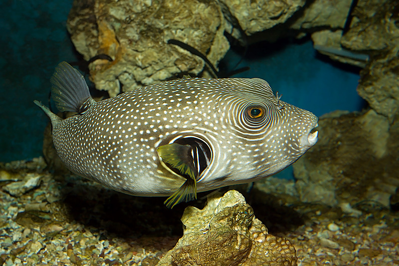 White-Spotted Puffer (arothron hispidus)