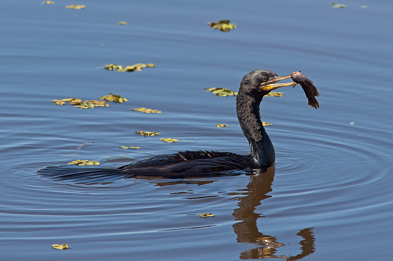 Cormorant with Fish (phalacrocorax brasilianus)