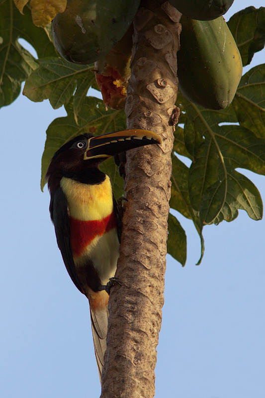 Chestnut-Eared Aracari (pteroglossus castanotis)