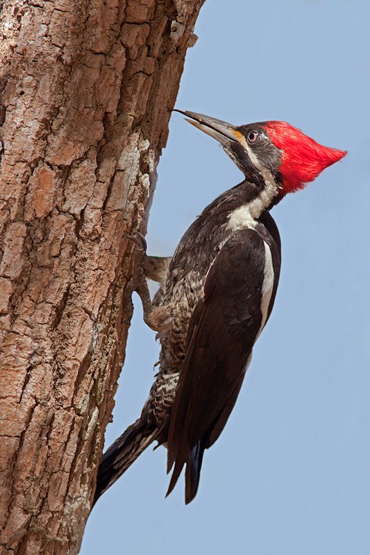 Lineated Woodpecker  (dryocopus lineatus)