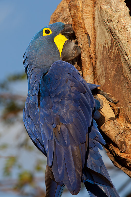 Hyacinth Macaw (anodorhynchus hyacinthinus)
