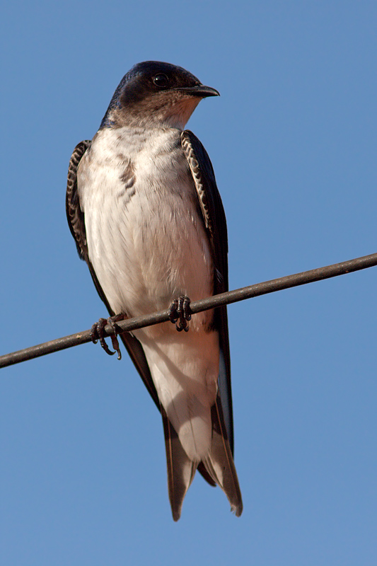 Gray-Breasted Martin (progne chalybea)