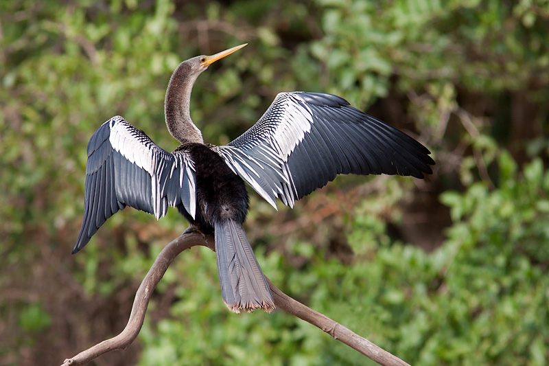 Anhinga Drying Wings (anhinga anhinga)