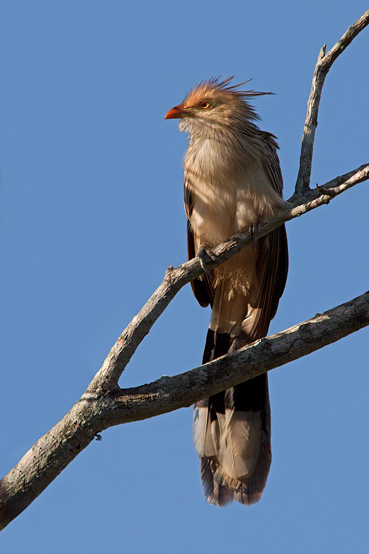 Guira Cuckoo (guira guira)