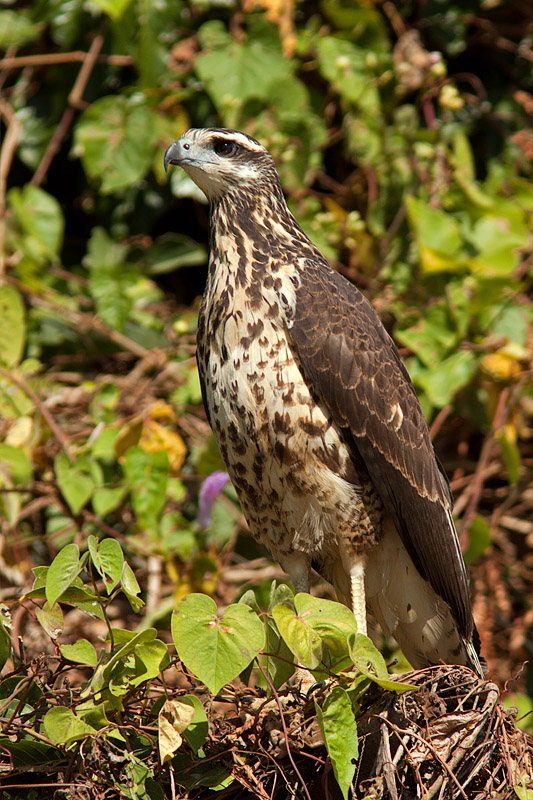 Juvenile Black Hawk