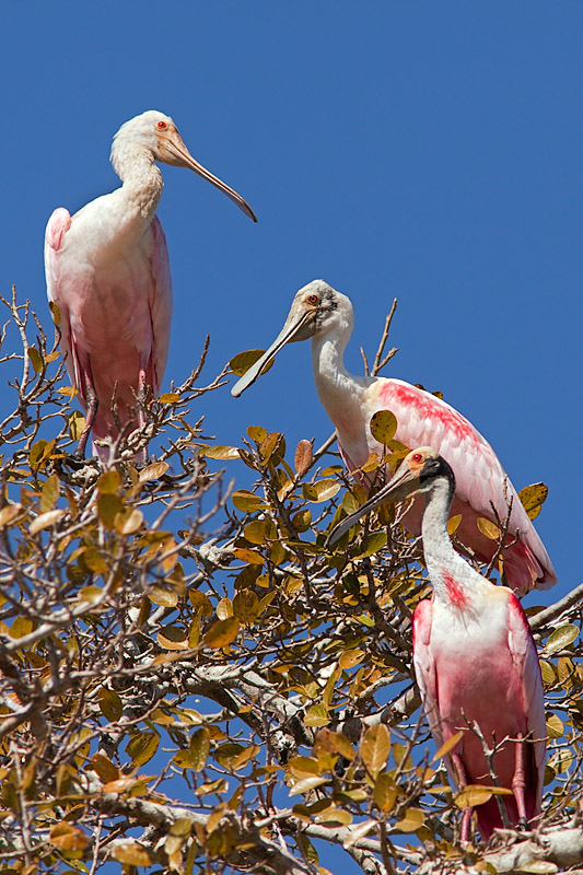 Roseate Spoonbills (ajaja ajaja)