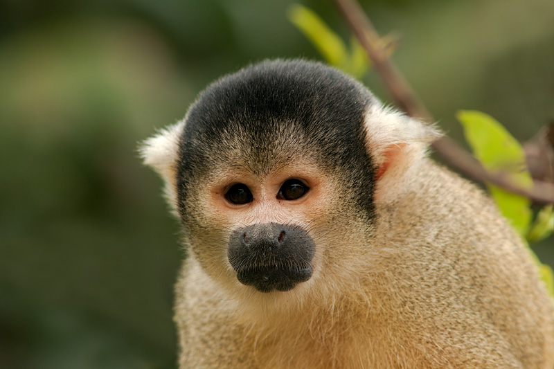 Black-Capped Yellow Squirrel Monkey (saimiri boliviensis)