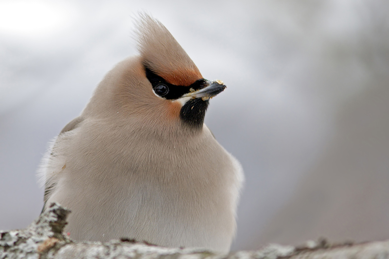 Bohemian Waxwing Portrait