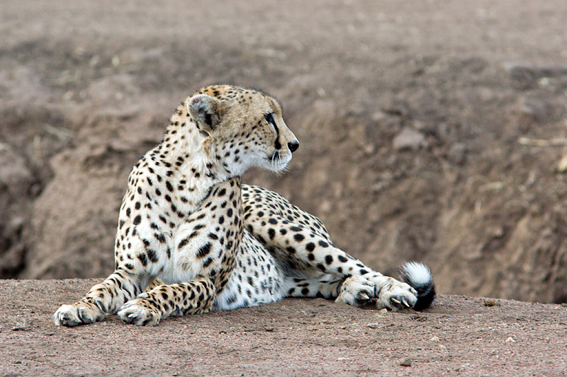 Lying Cheetah