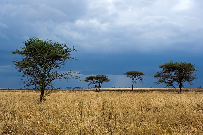 Serengeti Plain before Thunderstorm with Acacia Trees