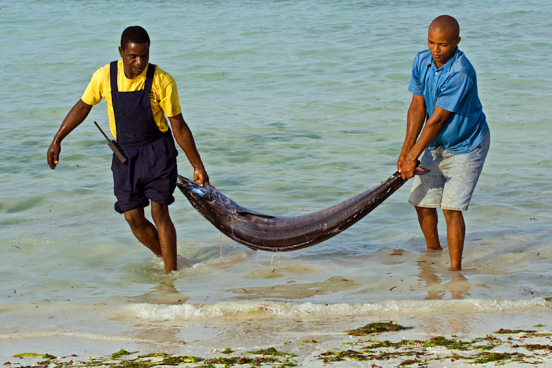 Carrying Tuna Fish
