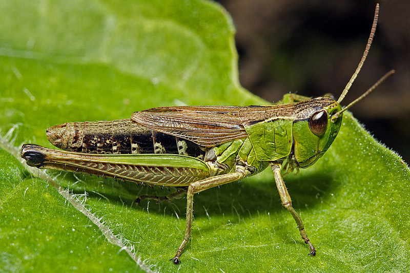 Grasshopper (acrididae chorthippus brunneus chortippus)