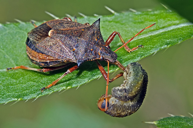 Predator (picromerus bidens)