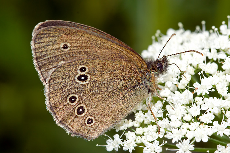 Ringlet (aphantopus hyperantus)