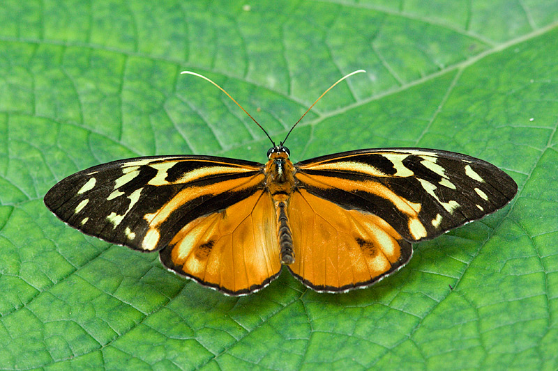 Orange Spotted Tiger Clearwing