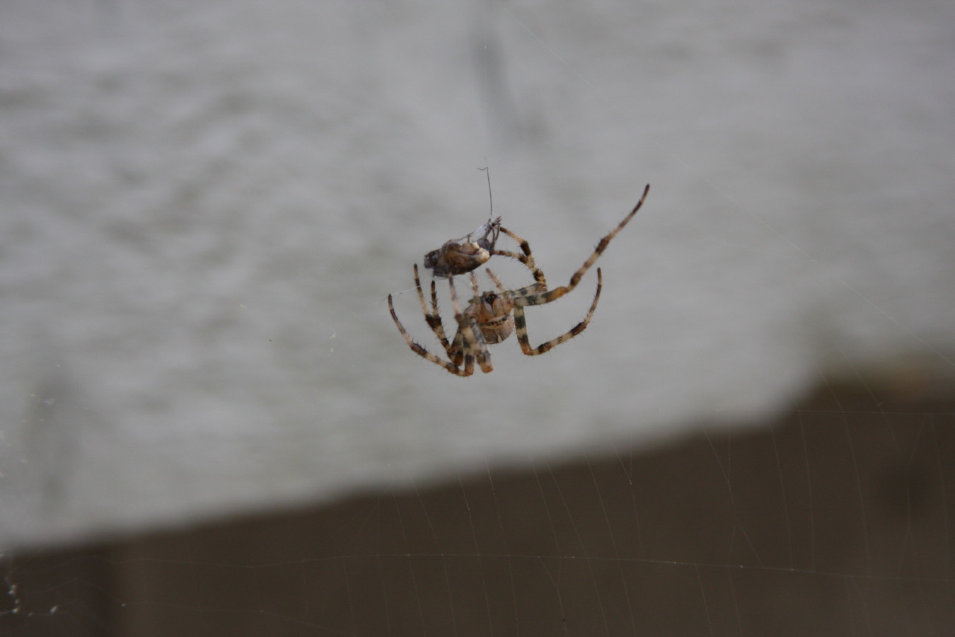 Spiders n the Web
