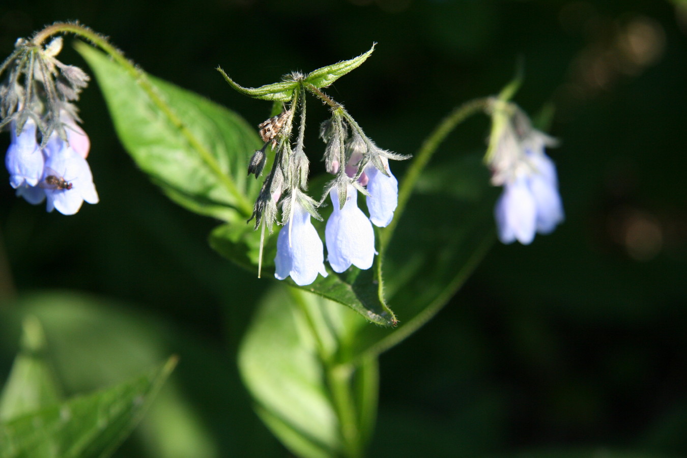 Flowers of the North Alaska