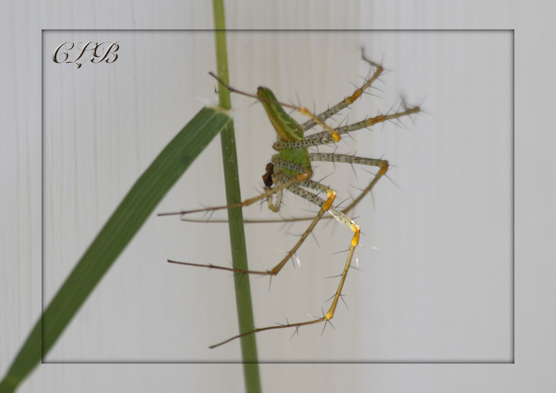 Green Lynx Spider