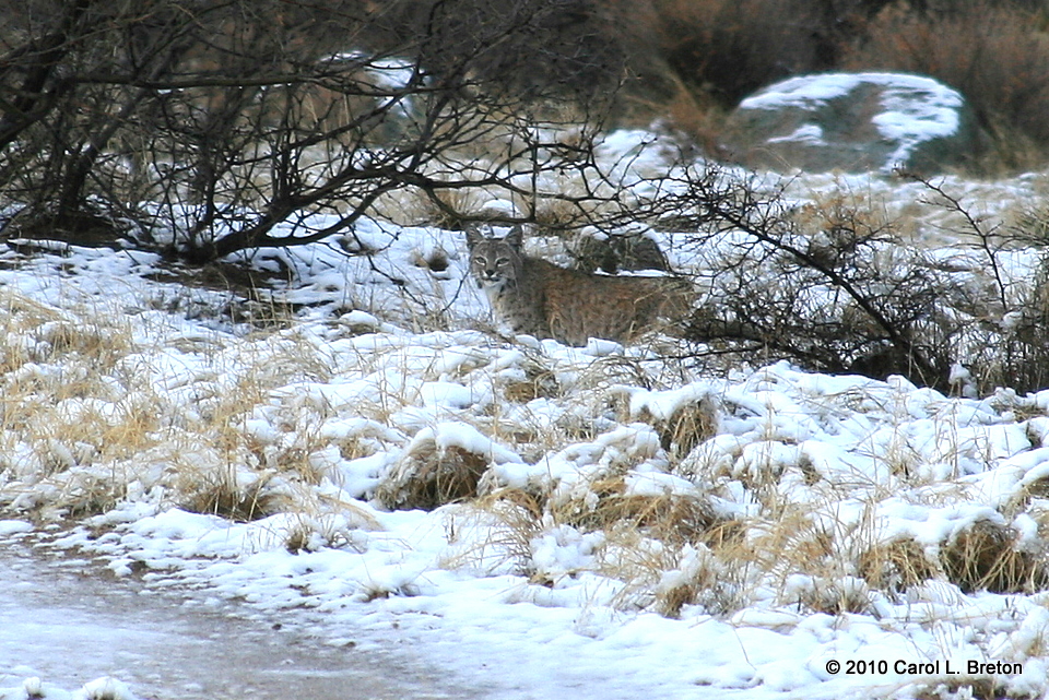 Bobcat IMG_4968