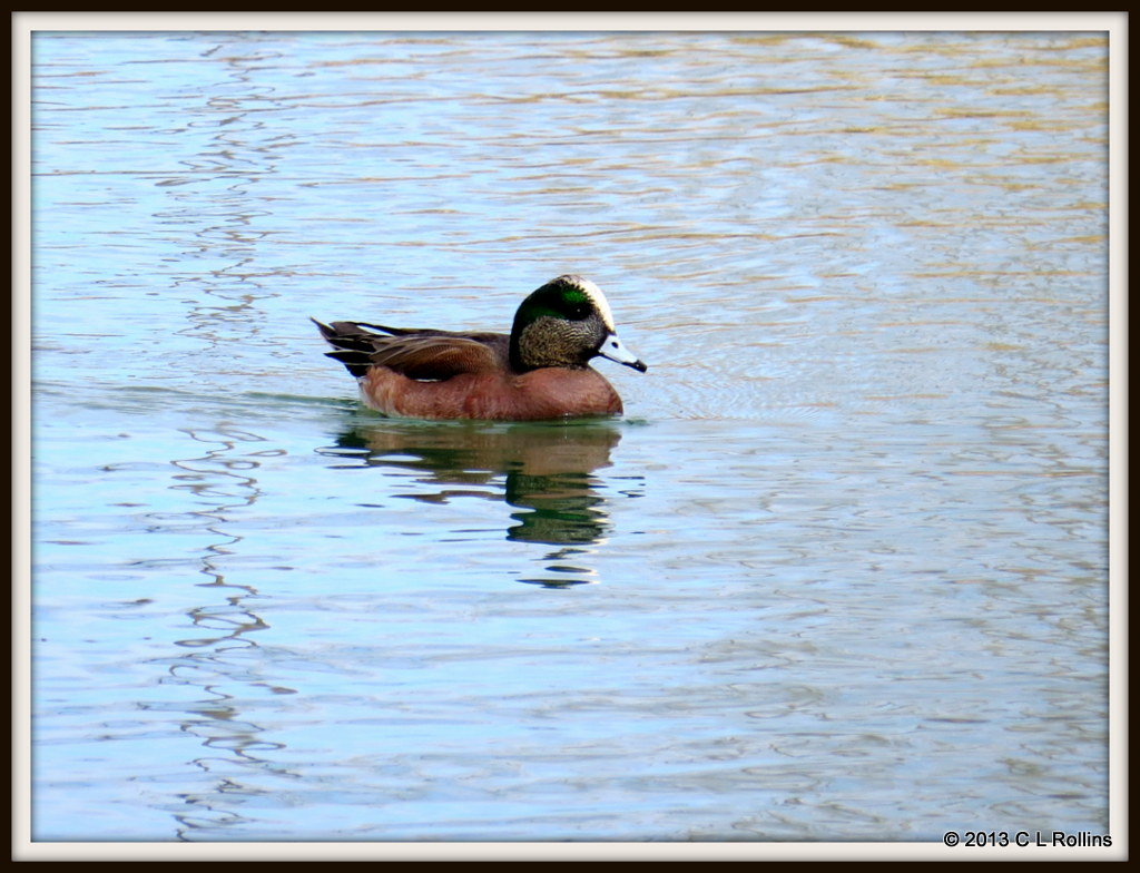 IMG_0640 American Wigeon