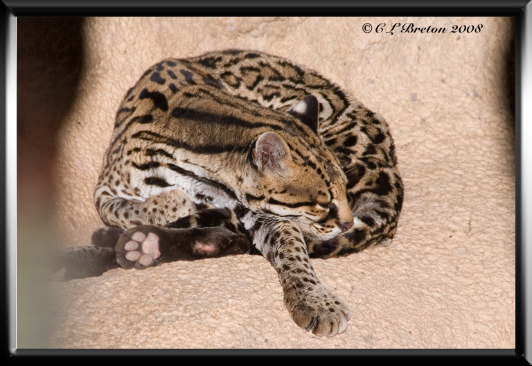 Sleeping on a Ledge
