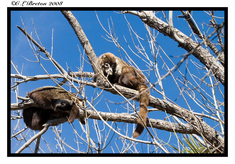 Out On A Limb (or Two)