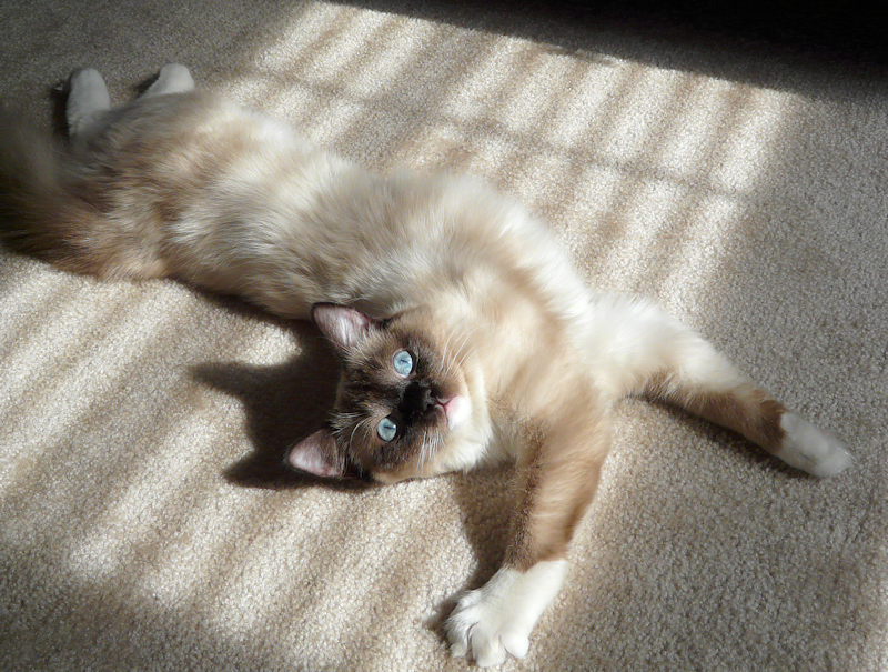 Sun worshipping...