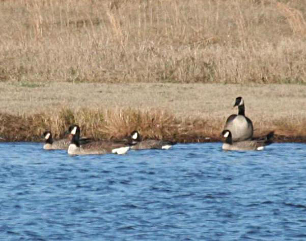 Cackling Geese