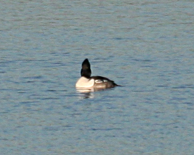 Merganser x Goldeneye