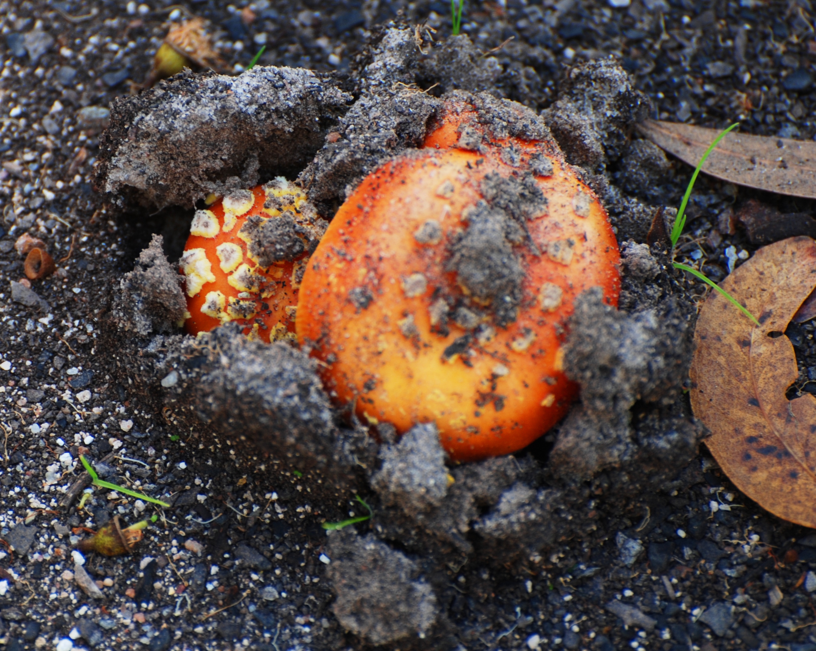 Emerging Fungi