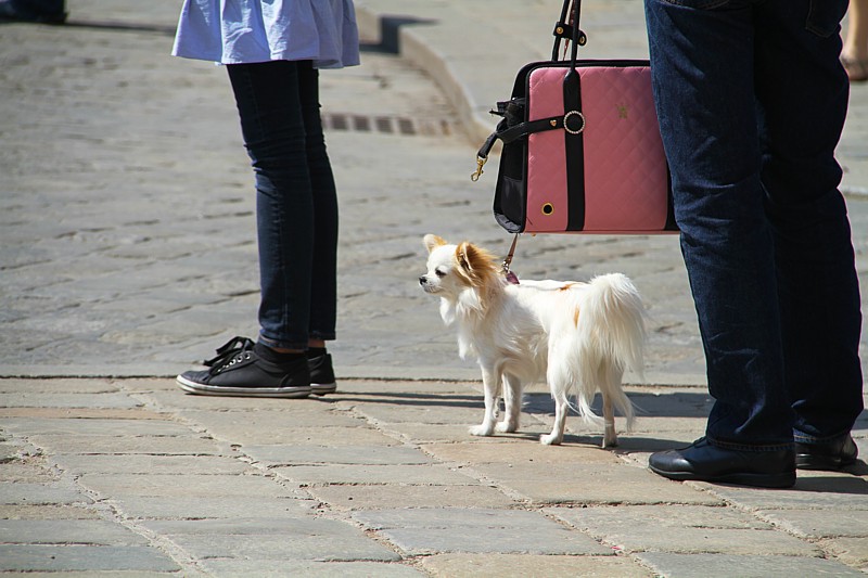 the dog fits the bag