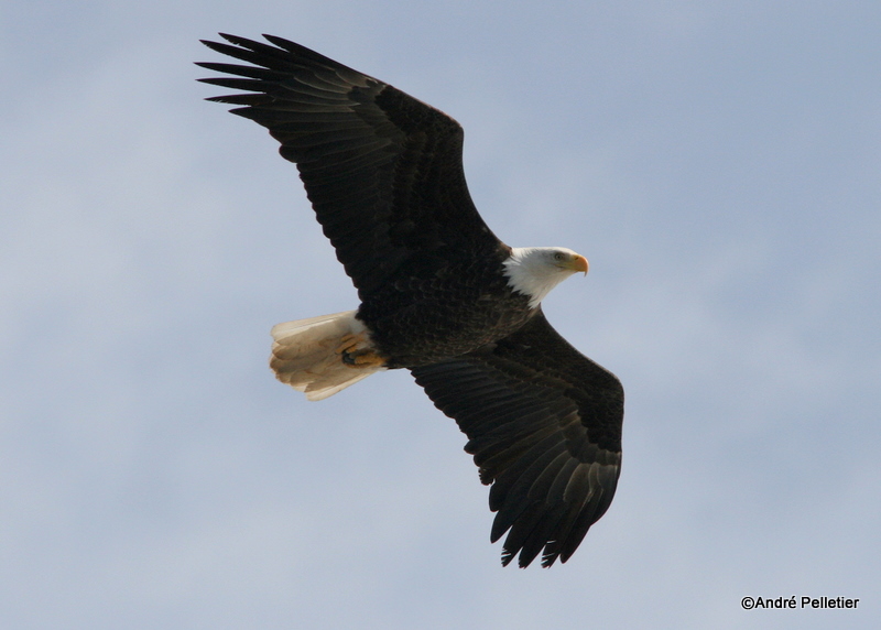 bald eagle pygargue  tte blanche-2.JPG