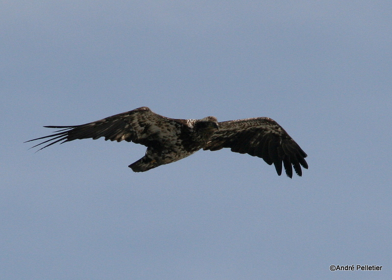 bald eagle pygargue  tte blanche-5.JPG